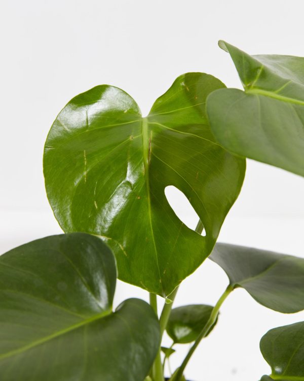 Monstera Deliciosa (Split Leaf Philodendron)