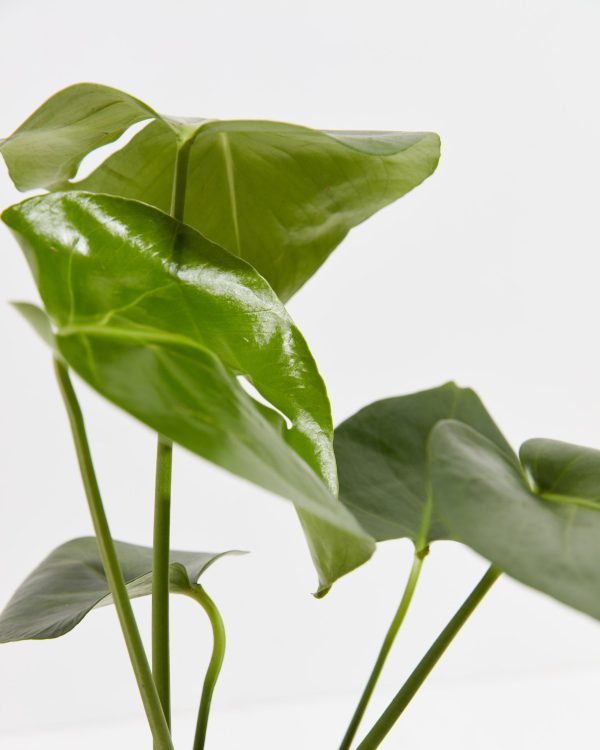 Monstera Deliciosa (Split Leaf Philodendron) - Image 5