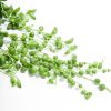 String of Pearls Plant