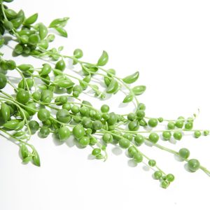 String of Pearls Plant