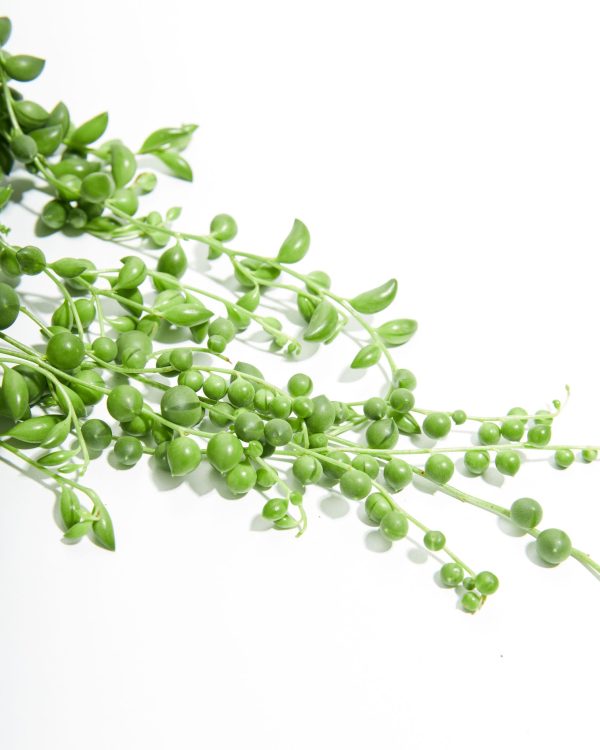 String of Pearls Plant