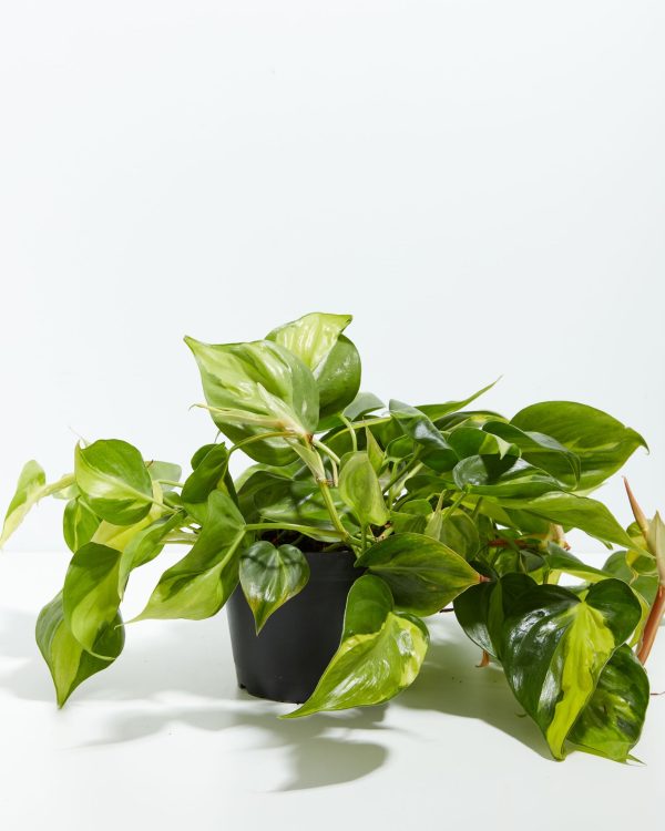 Philodendron Vine (Lemon Lime) - Image 4
