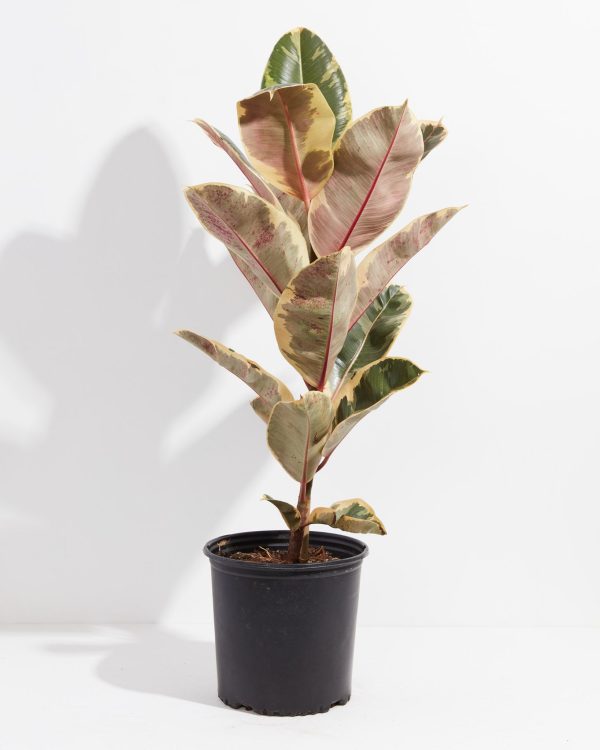 Ficus Tineke (elastica) - Image 4