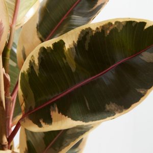 Ficus Tineke (elastica)