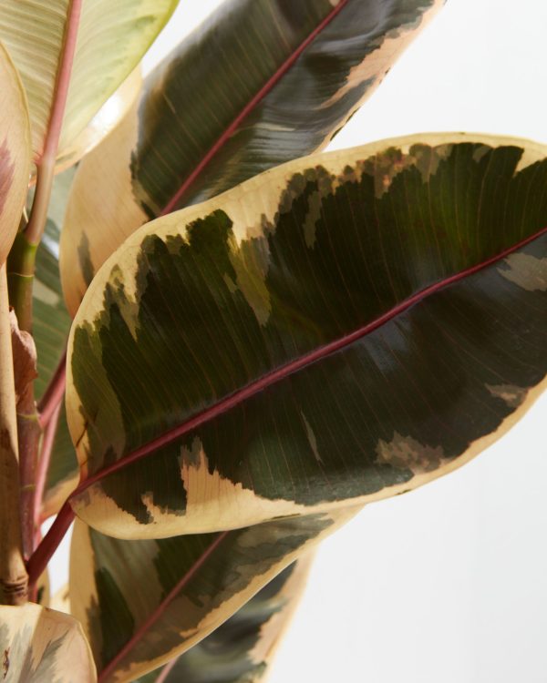 Ficus Tineke (elastica)