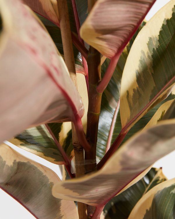 Ficus Tineke (elastica) - Image 2