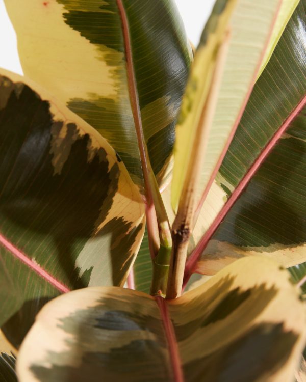 Ficus Tineke (elastica) - Image 3