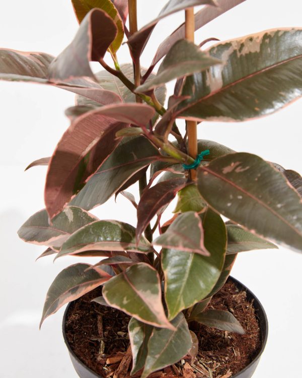 Ruby Rubber Tree Plant - Image 2