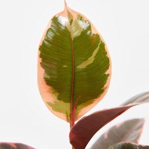 Ruby Rubber Tree Plant