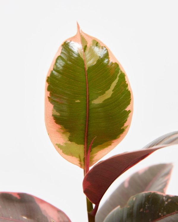 Ruby Rubber Tree Plant