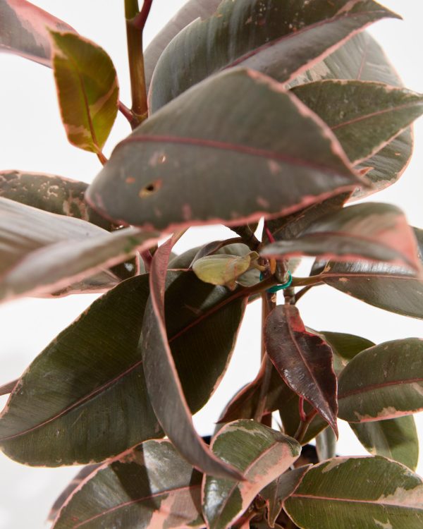 Ruby Rubber Tree Plant - Image 3