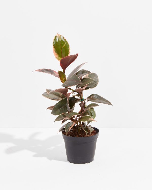 Ruby Rubber Tree Plant - Image 8