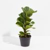 Fiddle Leaf Fig Tree (Ficus Lyrata) - Image 2