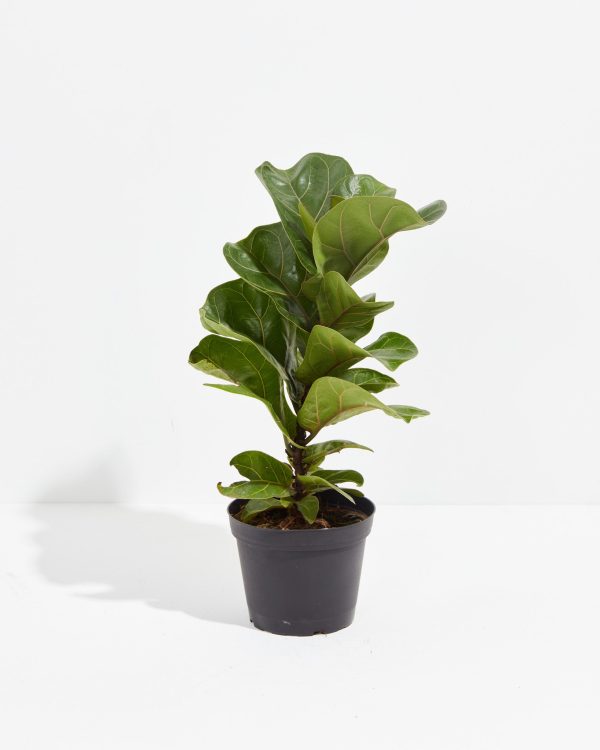 Fiddle Leaf Fig Tree (Ficus Lyrata) - Image 2