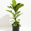 Fiddle Leaf Fig Tree (Ficus Lyrata) - Image 3