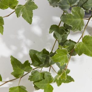 English Ivy Glacier