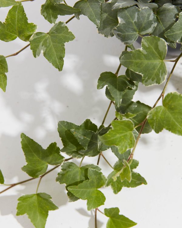 English Ivy Glacier