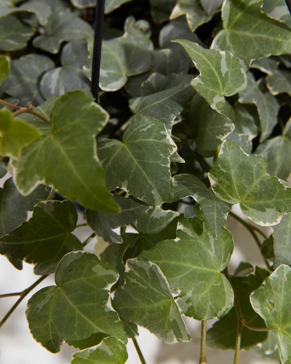 English Ivy Glacier - Image 7