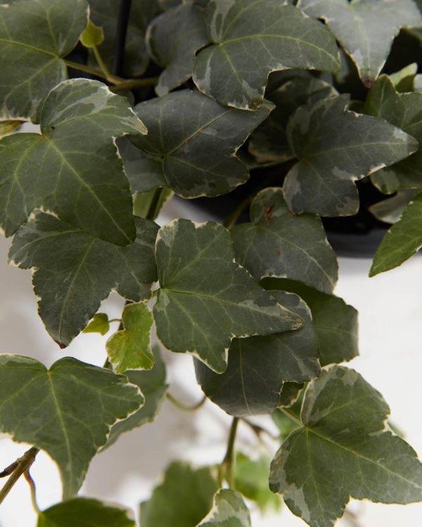 English Ivy Glacier - Image 8