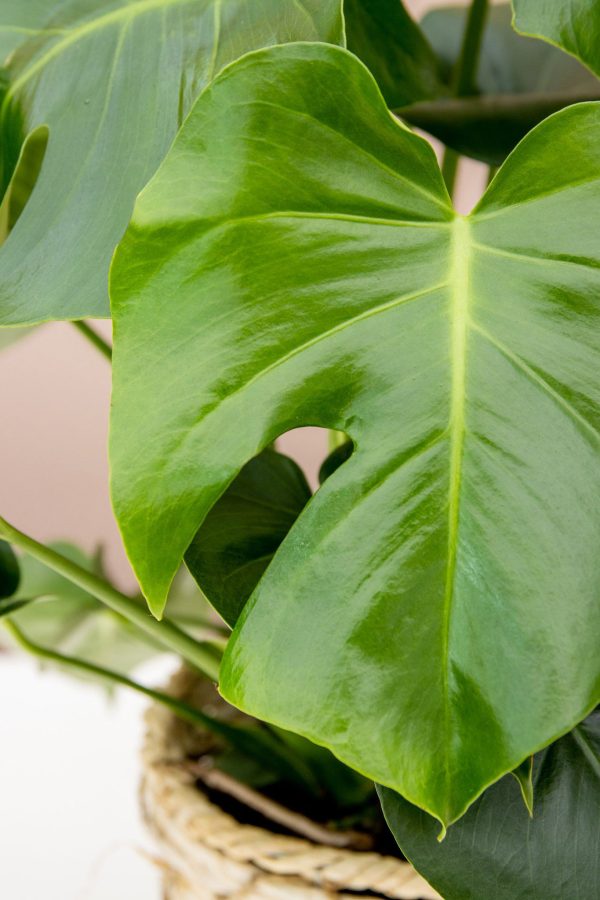 Monstera Deliciosa (Split Leaf Philodendron) - Image 11