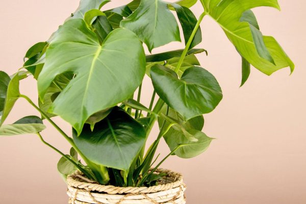 Monstera Deliciosa (Split Leaf Philodendron) - Image 12
