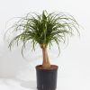 Ponytail Palm Tree - Image 8