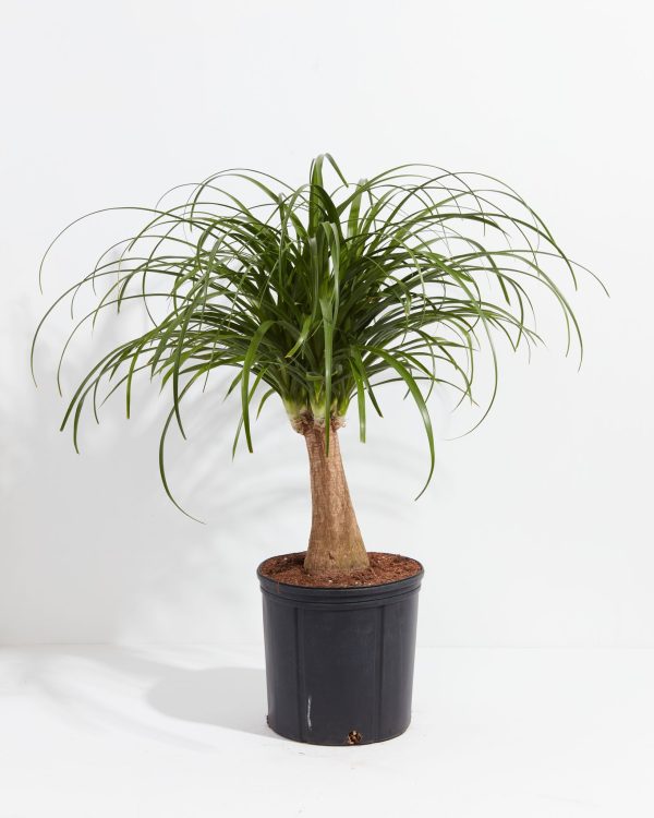 Ponytail Palm Tree - Image 8