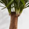 Ponytail Palm Tree - Image 3