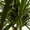 Ponytail Palm Tree - Image 4