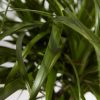 Ponytail Palm Tree - Image 6