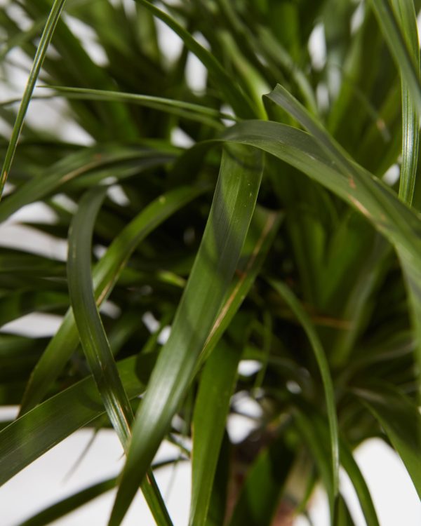 Ponytail Palm Tree - Image 6