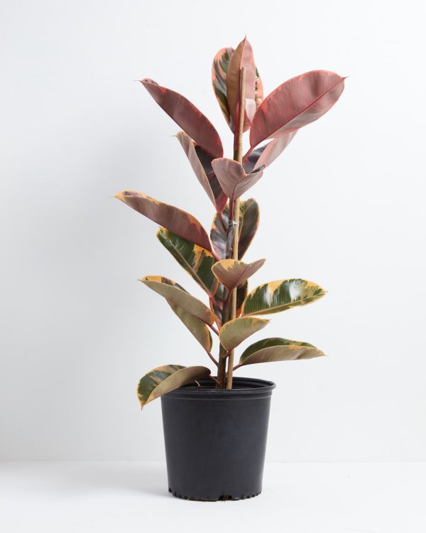 Ruby Rubber Tree Plant - Image 7