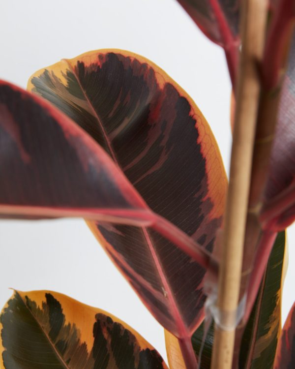 Ruby Rubber Tree Plant - Image 6