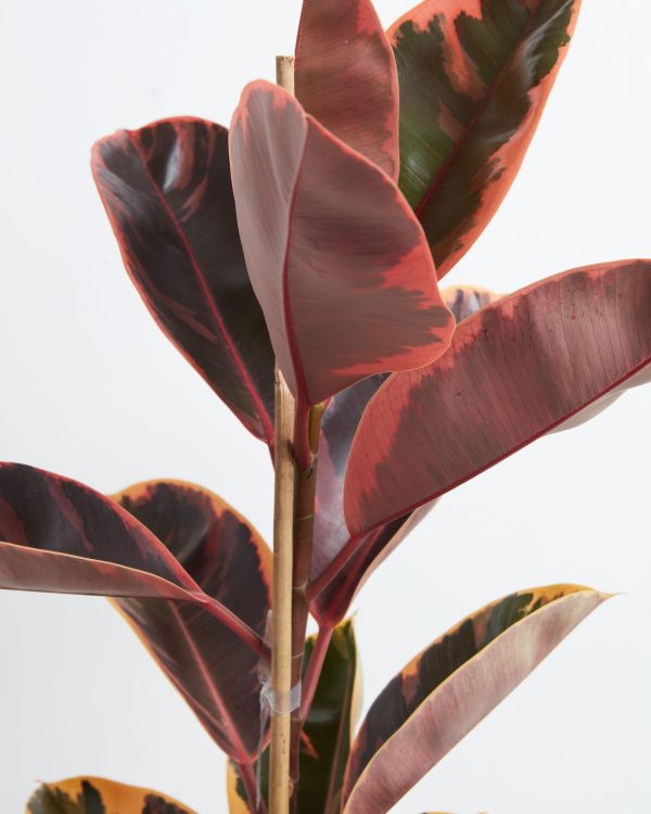 Ruby Rubber Tree Plant - Image 4