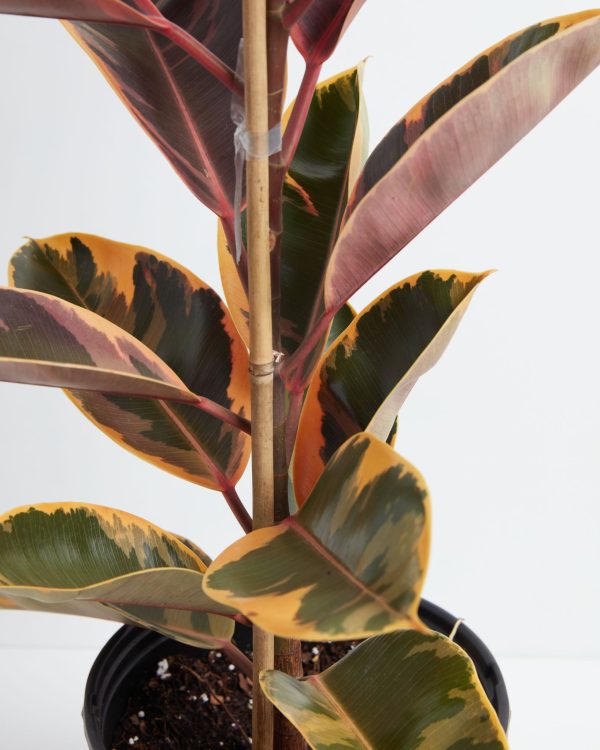 Ruby Rubber Tree Plant - Image 5