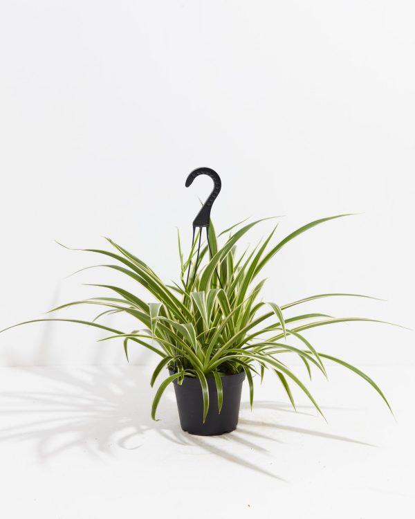 Spider Plant - Image 8