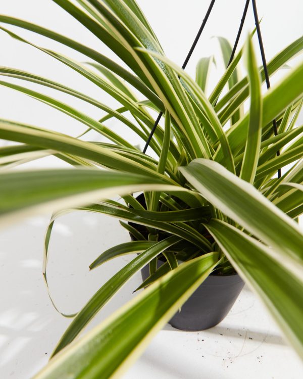 Spider Plant - Image 3