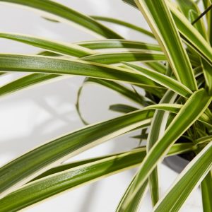 Spider Plant