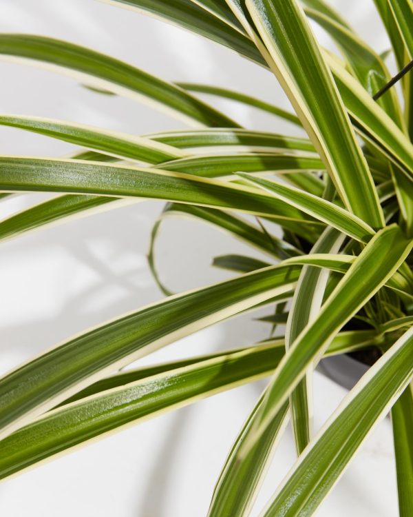 Spider Plant