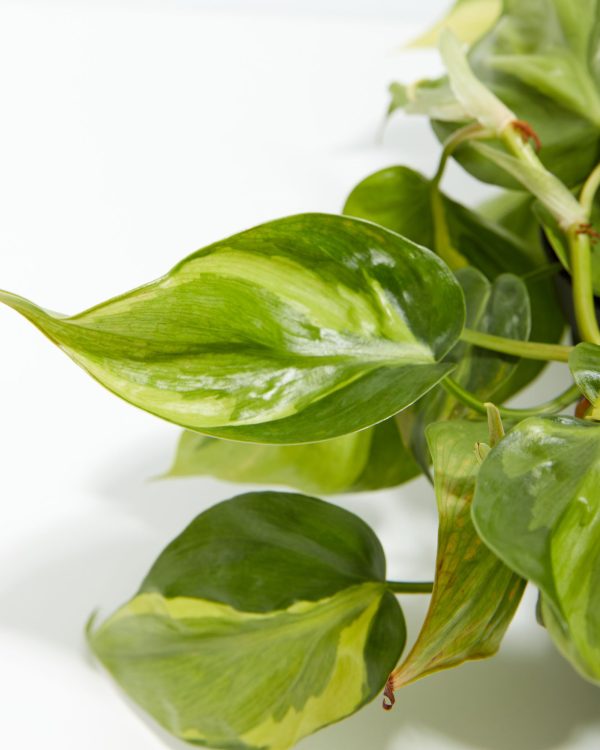 Philodendron Vine (Lemon Lime) - Image 5