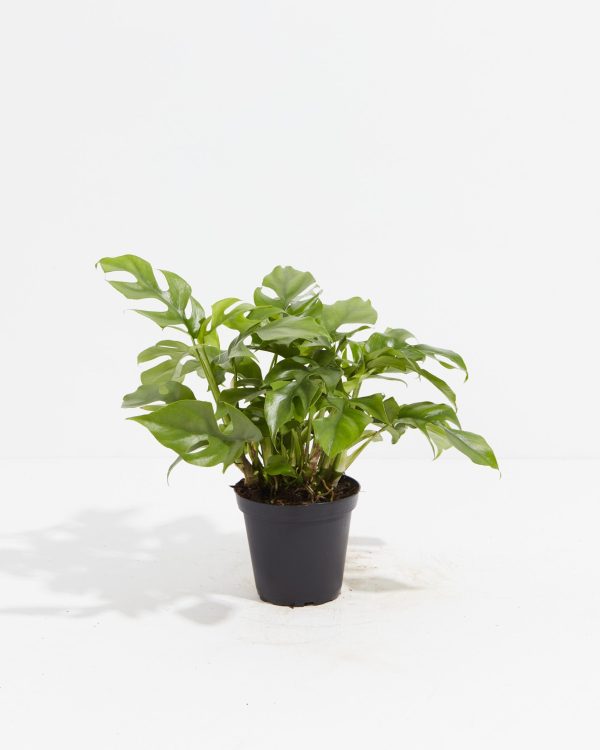 Monstera Deliciosa (Split Leaf Philodendron) - Image 8
