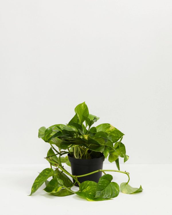 Golden Pothos Plant - Image 5