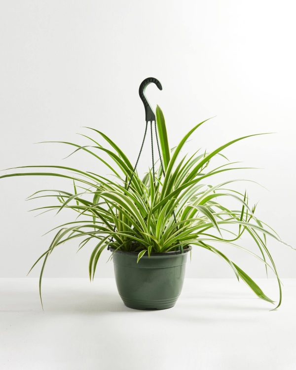 Spider Plant - Image 5