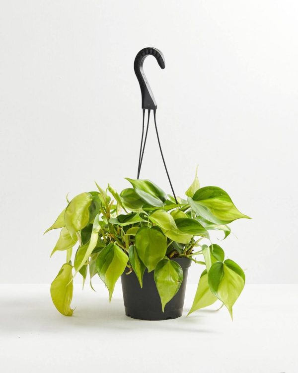 Philodendron Vine (Lemon Lime) - Image 3